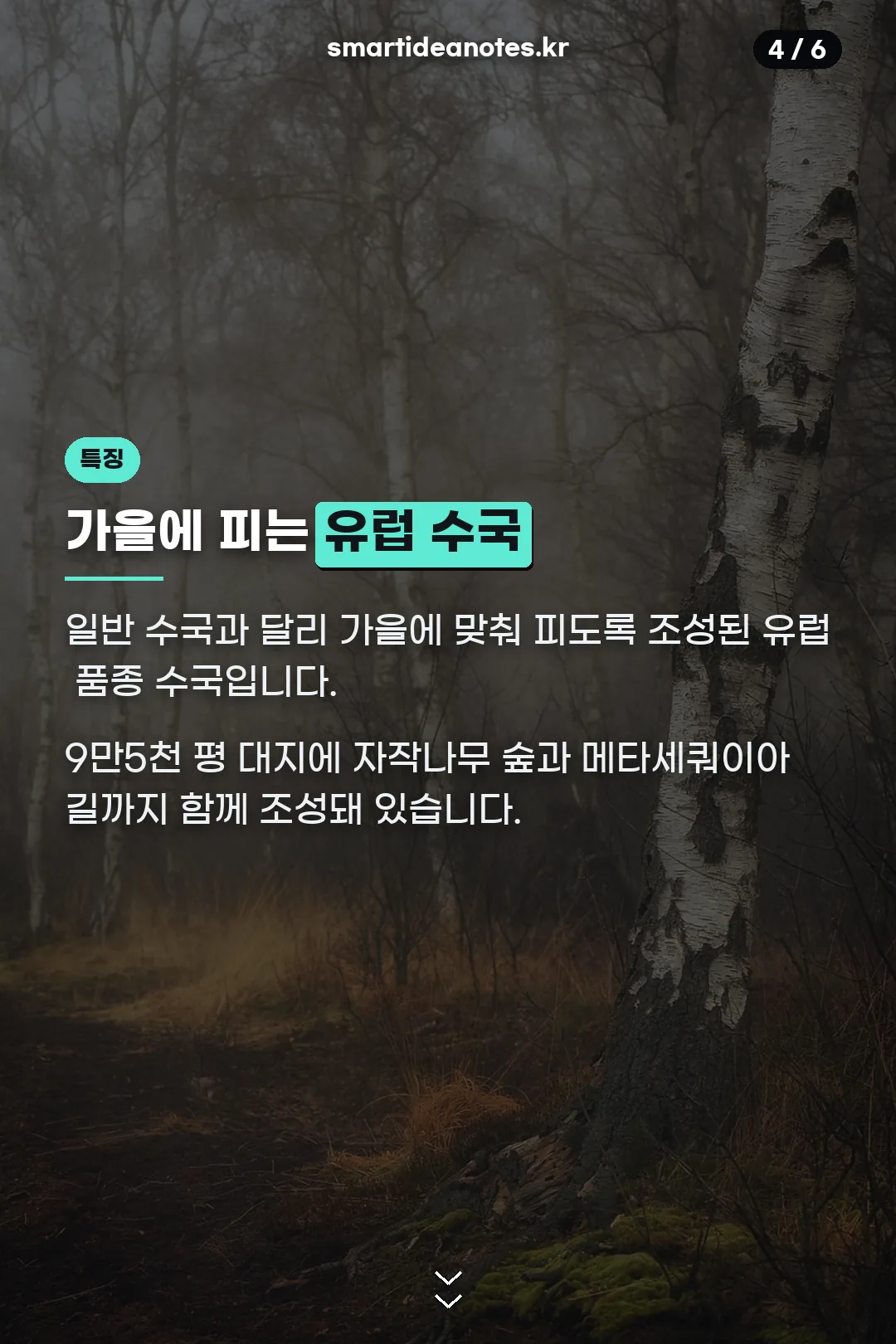 가을에 피는 유럽 수국