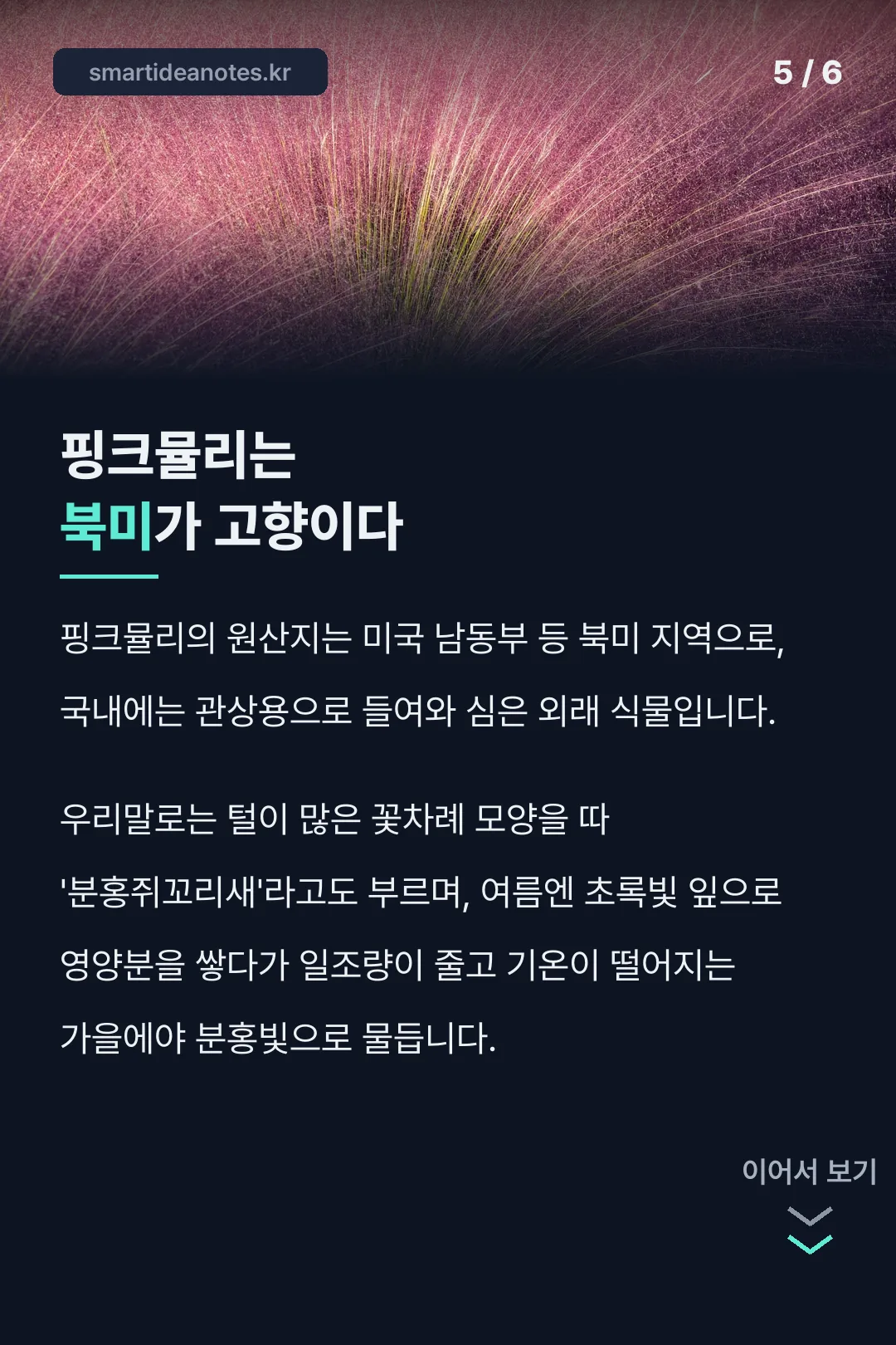 핑크뮬리는 북미가 고향