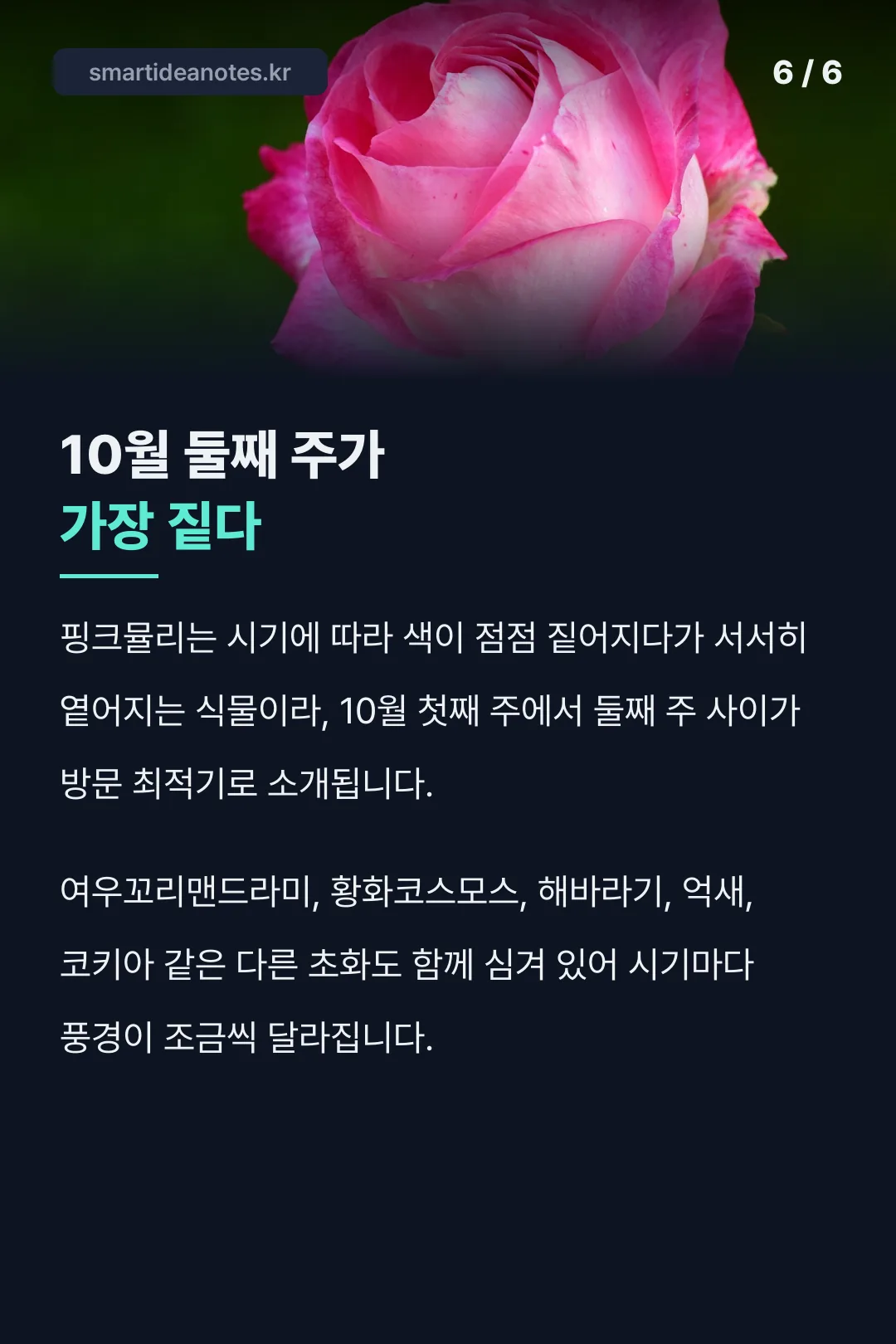 방문 최적기 10월 둘째 주