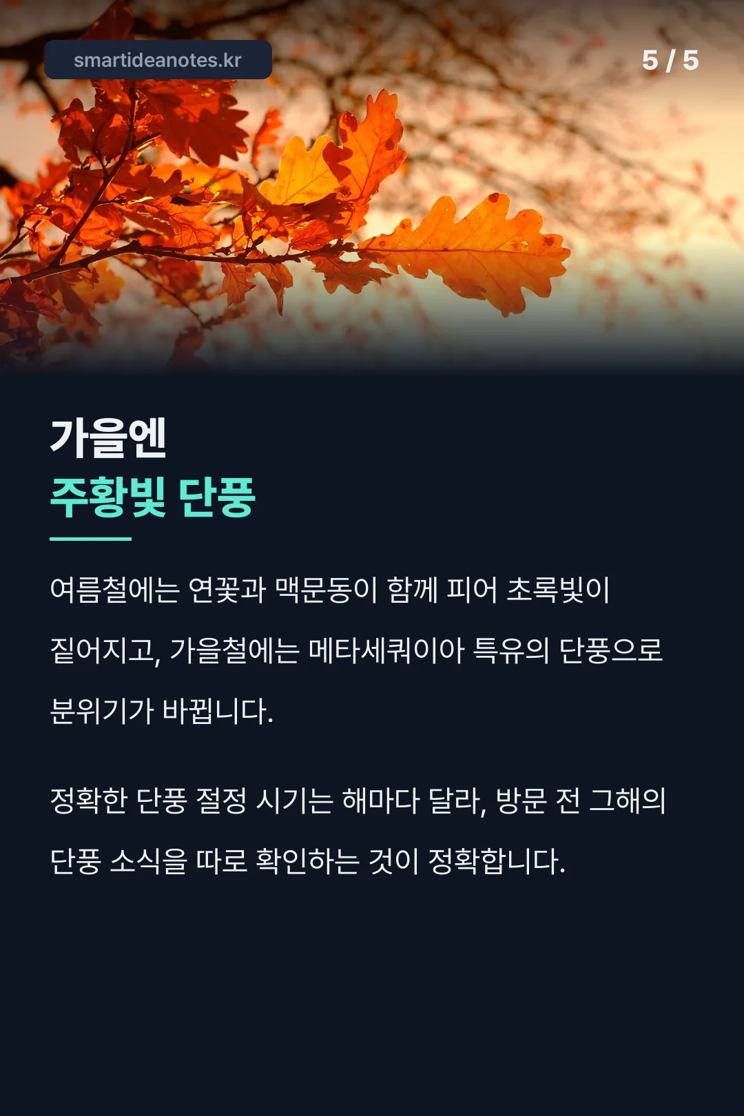 가을엔 주황빛 단풍