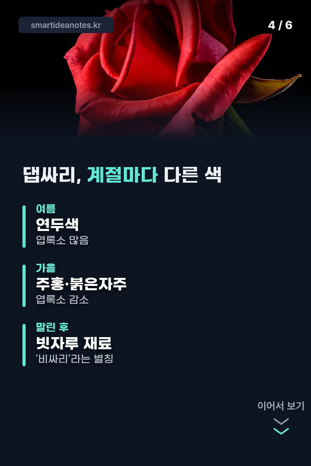 댑싸리 계절별 색 변화